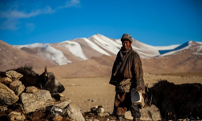 Păstorii care trăiesc la altitudini mari în regiunea Podișului Tibetan  au început să crească pe scară largă iaci în urmă cu aproximativ 2.500 de ani (foto: Pixabay)