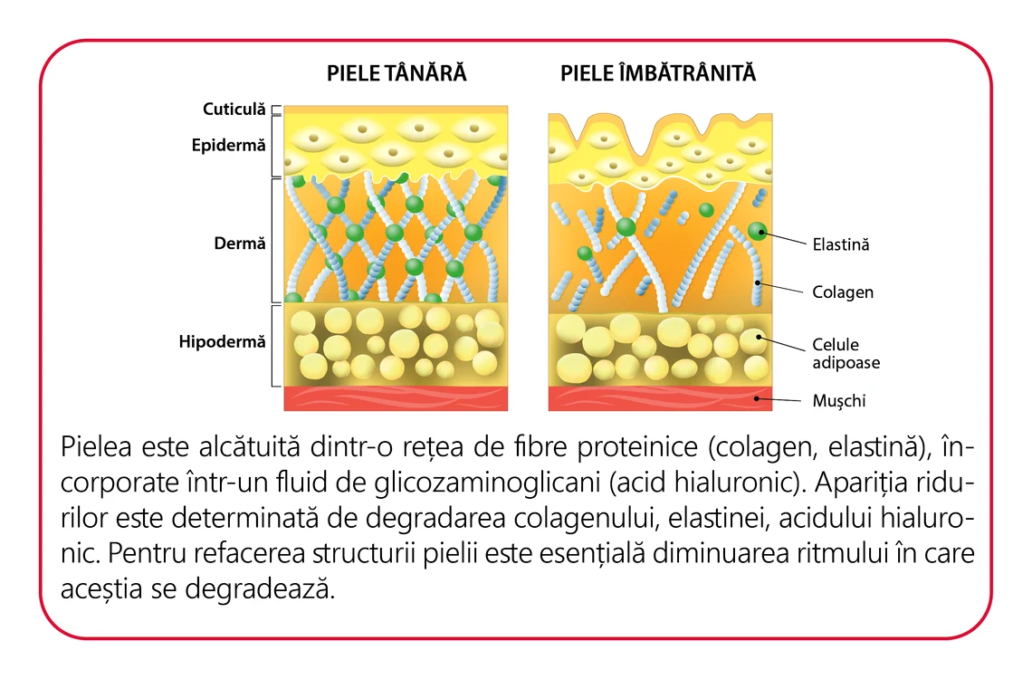 02 schema 1 piele png