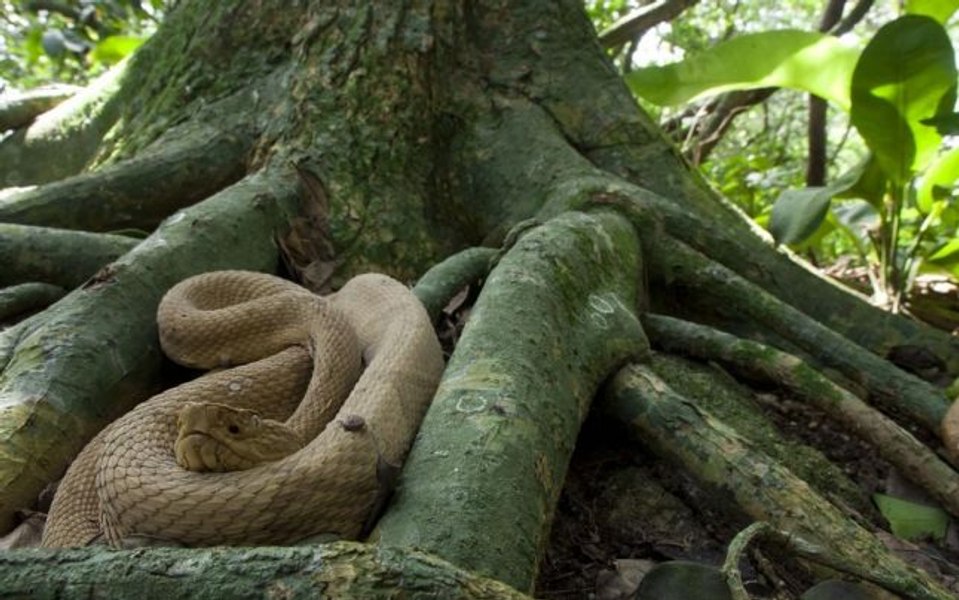 Unde se află cel mai periculos loc din lume. Pe insula stăpânită de reptile veninoase, oamenii nu au acces