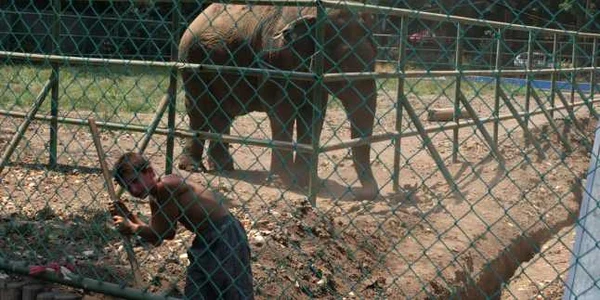 elefant tania