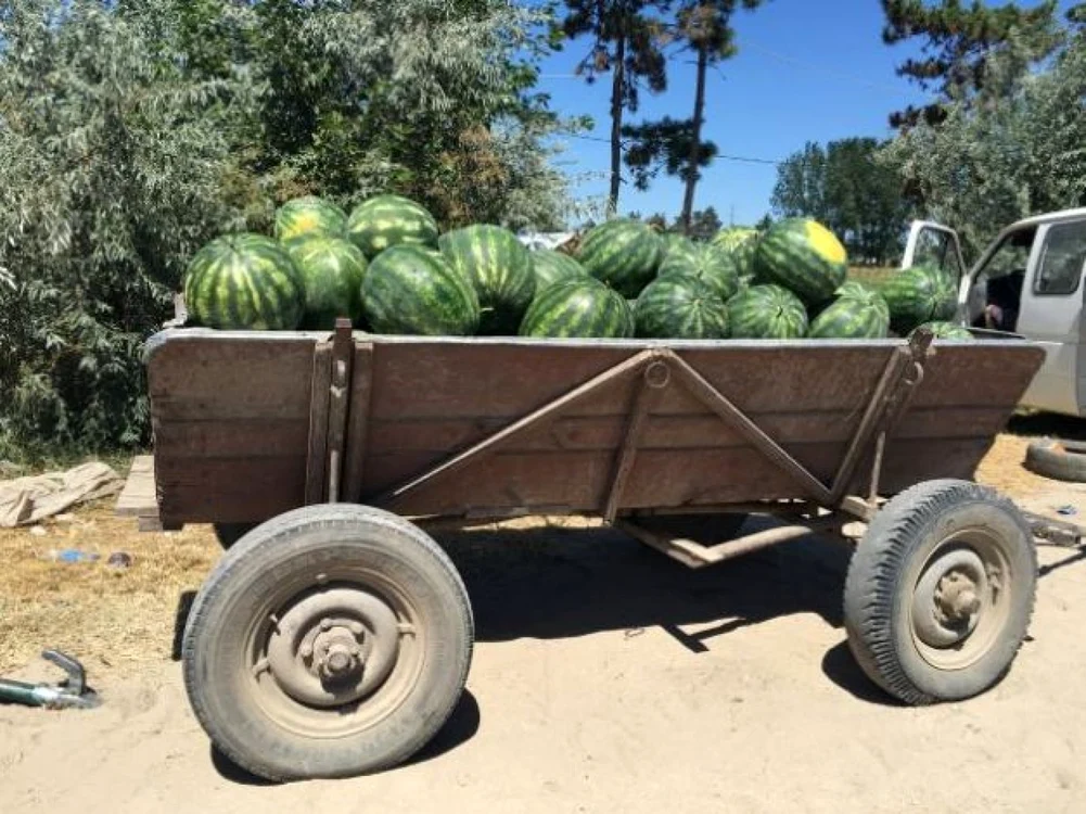 Pepenii de Dăbuleni pierd teren în faţa produselor aduse din Turcia şi Grecia Foto