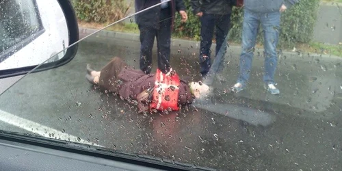 Batrana spulberata pe trecerea de pietoni Galati