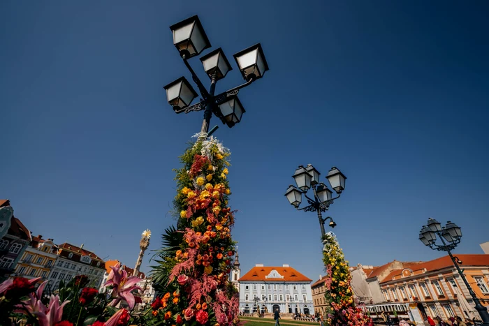 Timișoara, oraș al florilor FOTO PMT