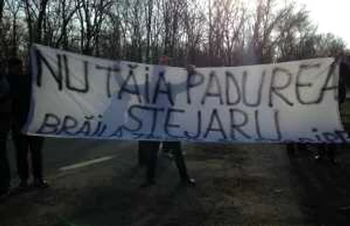 padurea stejarul braila