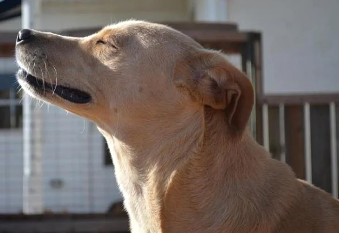 Cățelul își caută, din nou, stăpân