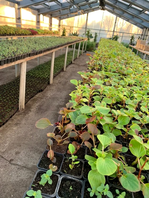 
    Serele ADP Sector 1 sunt pline de mici plante ce așteaptă să creascăFoto: Primăria Sectorului 1  