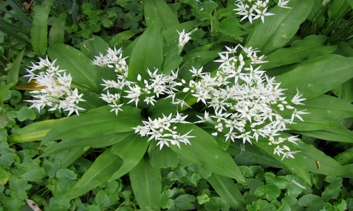 1 81205 original jpg jpeg