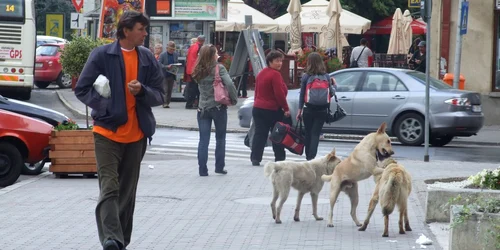 Şi la ora actuală, zeci de maidanezi îşi duc veacul pe străzile din municipiu