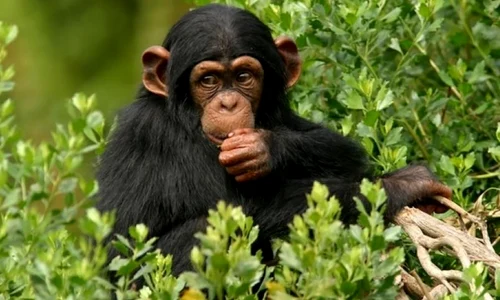 O genă nou descoperită ar putea explica evoluţia umană jpeg