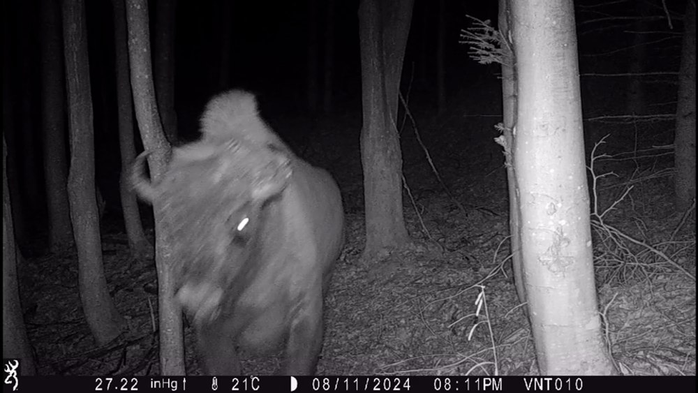 Zimbrii, cele mai mari animale terestre din Europa, filmate într-o pădure din Neamț. Sunt urmașii lui Podarec și Polonka