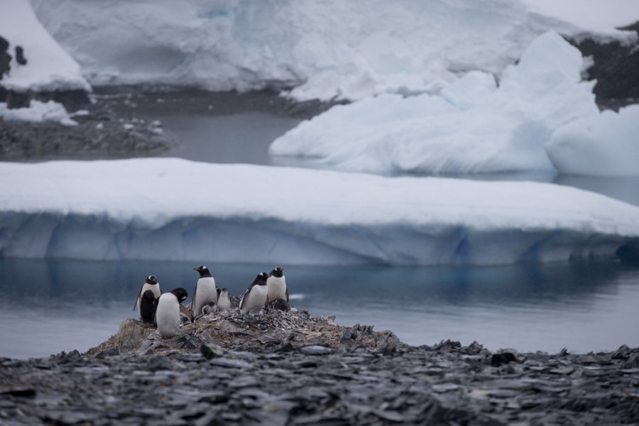 Donald Trump a pus taxe și pinguinilor din Antarctica. „Niciun loc de pe Pământ nu e sigur”