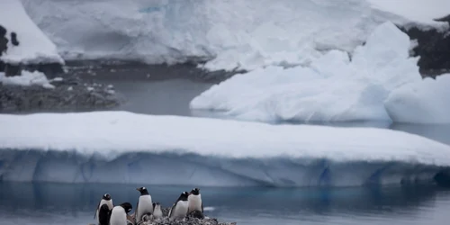 Pinguini Gentoo sta pe stanci în apropiere de staţia chiliană Bernardo O'Higgins din Antarctica FOTO AP