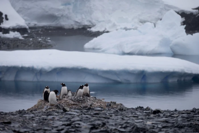 Insule nelocuite din Antarctica, vizate de tarifele impuse de Trump. FOTO: Arhivă