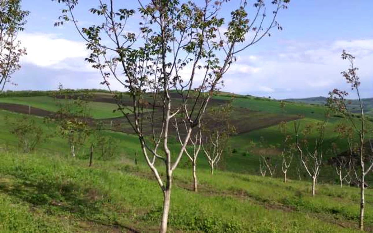 nuci