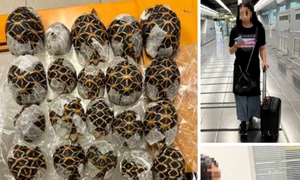 Design fără titlu (5) png