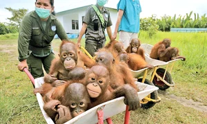 scoala urangutani212121 jpeg