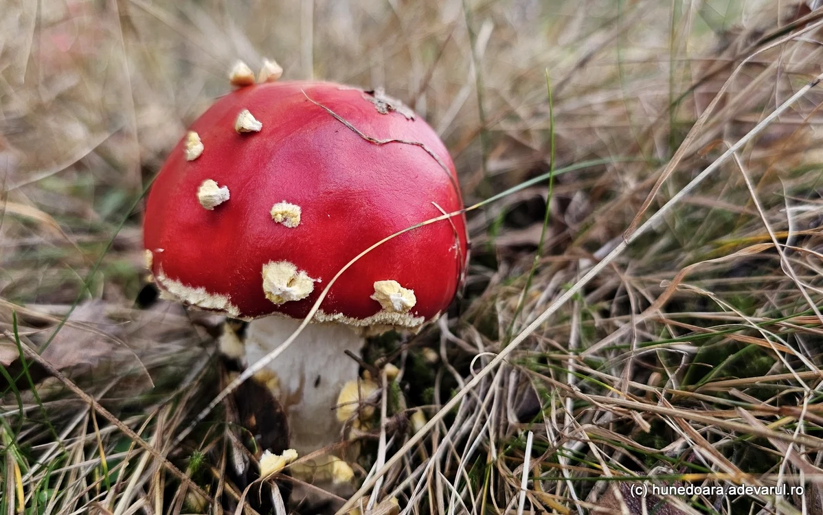 Amanita Muscaria. Foto: Daniel Guță