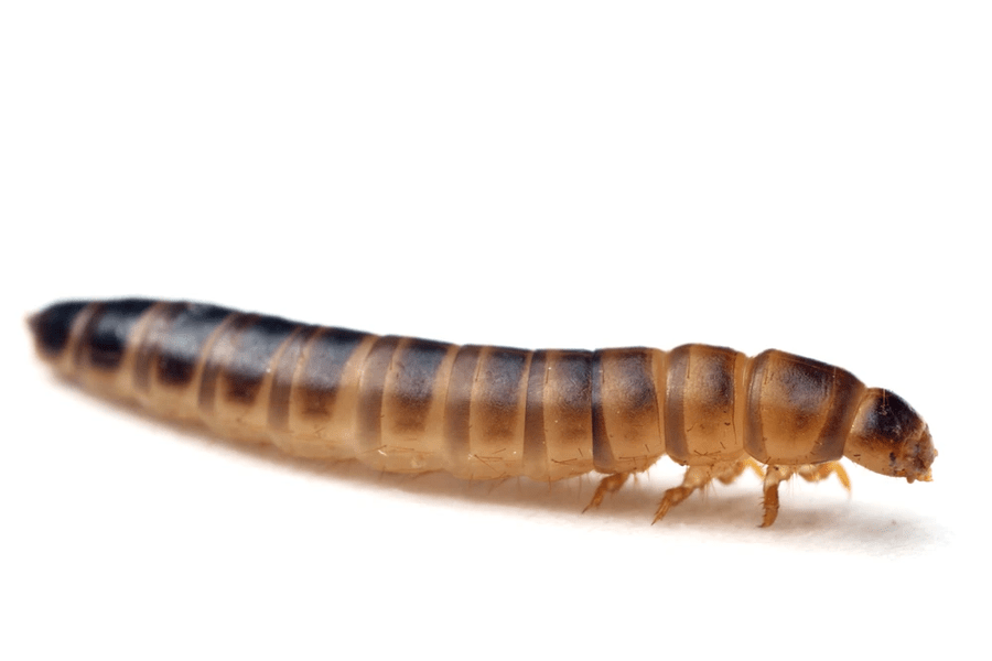 Cum a reacționat Petre Daea când a aflat că larva gândacului de bălegar este comestibilă