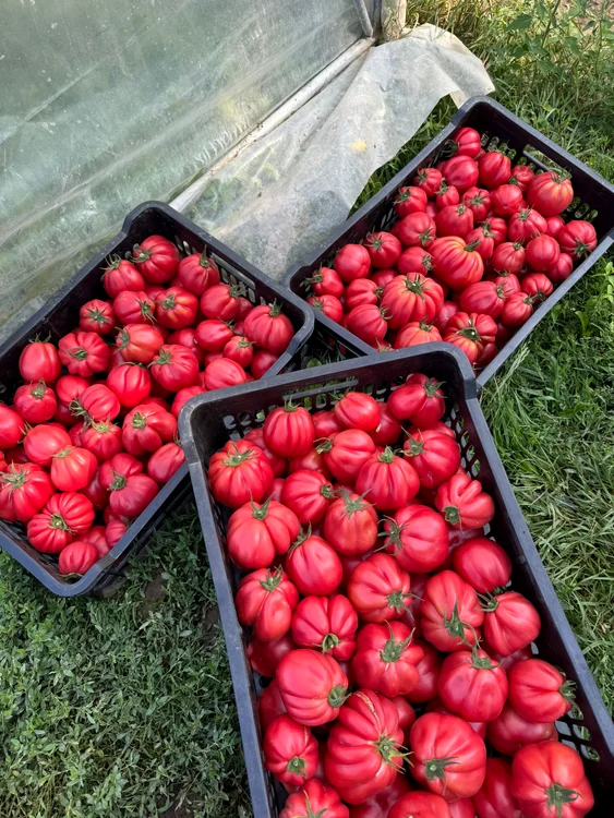 Zeci de producători din Olt și Buzău livrează către magazinele mari FOTO: Mihai Chesnoiu