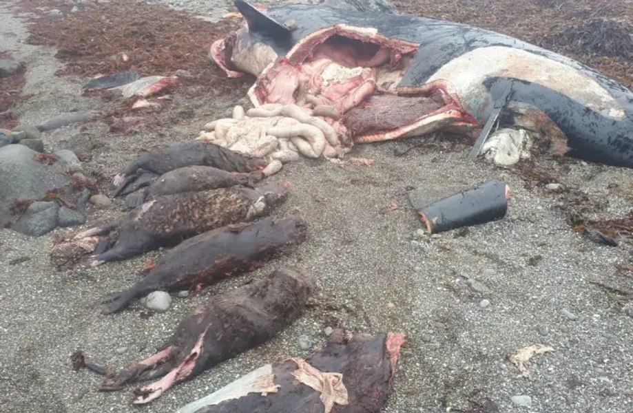 Cazul misterios al orcii care a înghitit 7 vidre de mare întregi. Oamenii de știință investighează  evenimentul