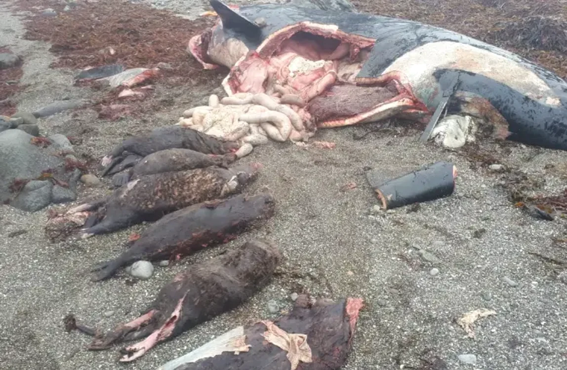 7 vidre de mare au fost găsite în stomacul orcii FOTO Aquatic Mammals