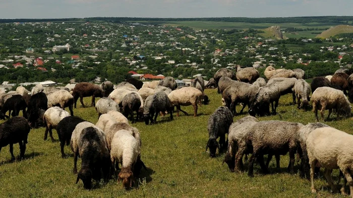 satul corjeuti se vorbeste romaneste