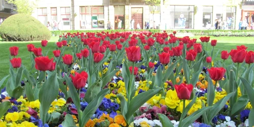 Timişoara primăvara FOTO Ştefan Both