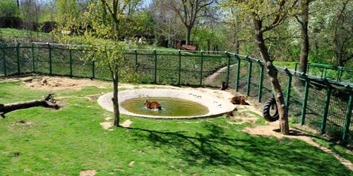 piscina zoo jpg