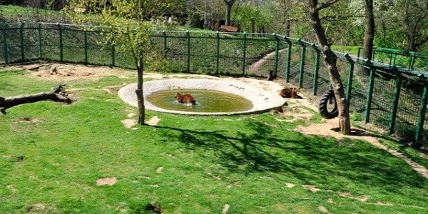piscina zoo jpg