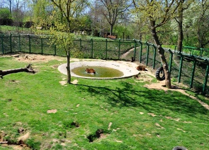 Ursii se bălăcesc în piscină FOTO: Florin Matei