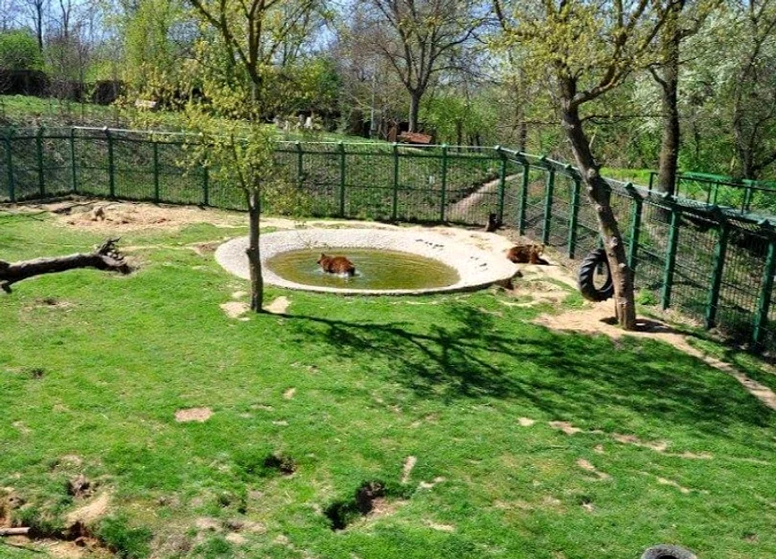 Ursii se bălăcesc în piscină FOTO: Florin Matei