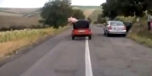 Porcul curajos care a sărit din remorca în care era transportat