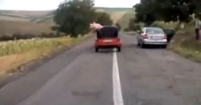 Porcul curajos care a sărit din remorca în care era transportat
