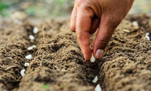 1 primavara jpg jpeg