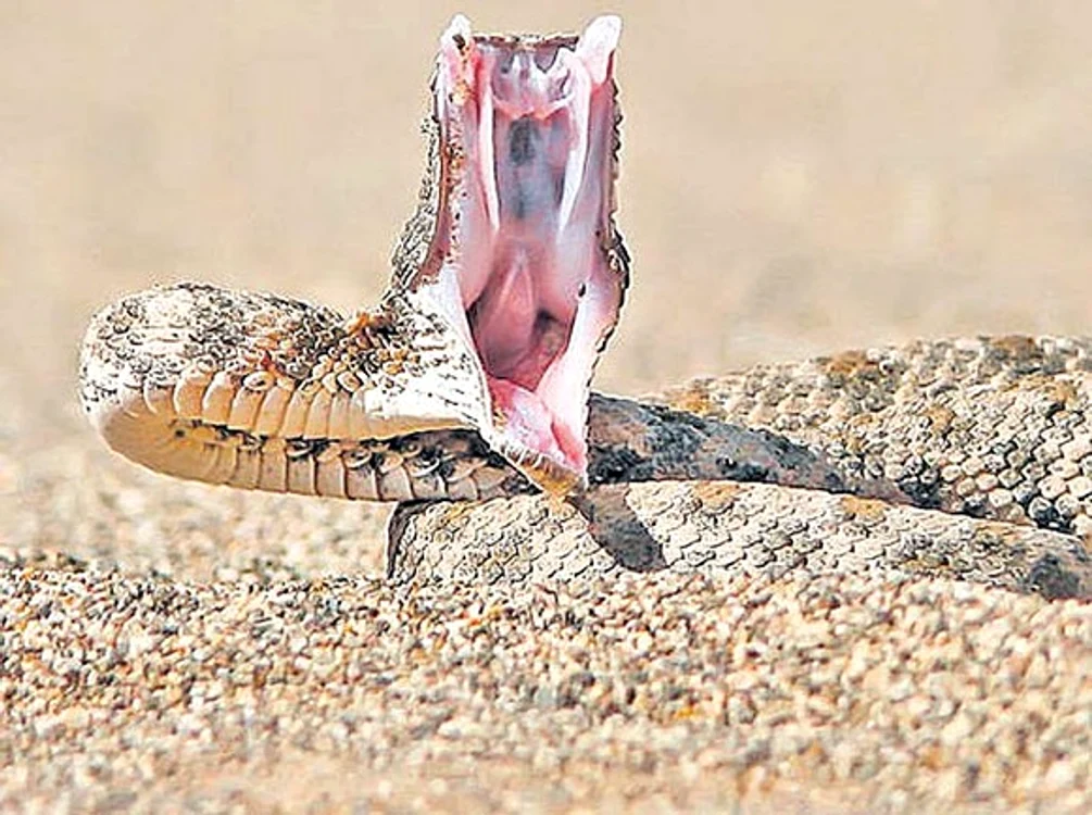 vipera 0 jpeg