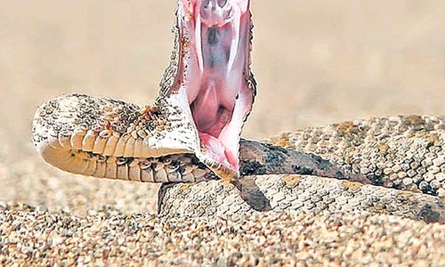 vipera 0 jpeg