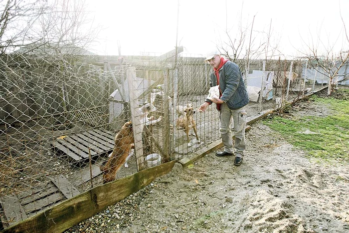Ţarcurile se întind pe suprafaţa  întregii curţi