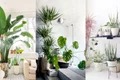 plantele care se potrivesc in orice locuinta vor transforma complet locul jpeg