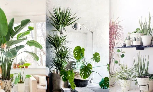 plantele care se potrivesc in orice locuinta vor transforma complet locul jpeg