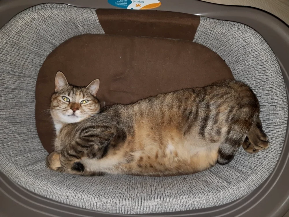 FOTO Kitty