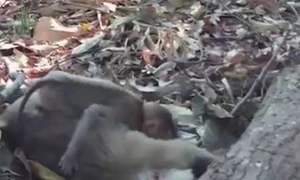 Maimuțelele au stat îmbrățișate minute în șir jpeg