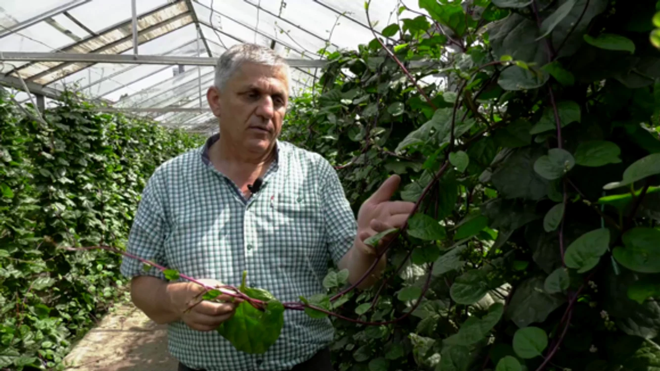 „E o plantă benefică pentru sănătate, arată cercetătorul Costel Vânătoru