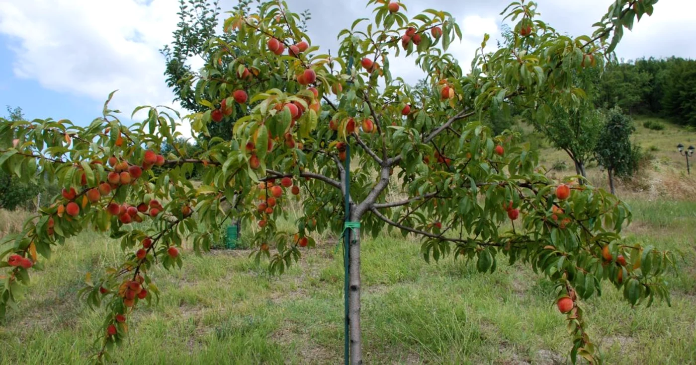 De ce se usucă piersicii FOTO tupain58.com