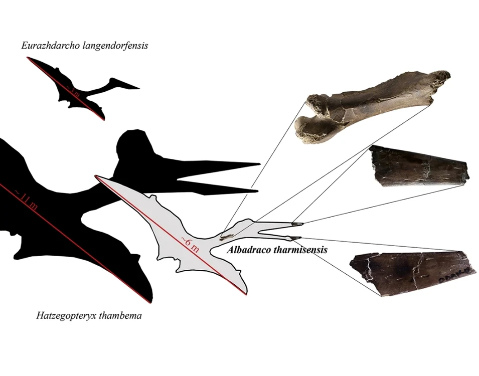 Albadraco trăia în zona Haţegului. FOTO: Cretaceous Research