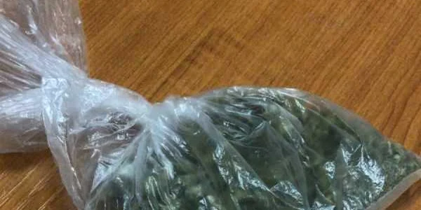 calarasi cannabis