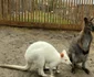  Animale sălbatice, păsări exotice și câteva specii pe cale de dispariție au fost găsite în mai multe gospodării din județul Iași. FOTO: IPJ Iași