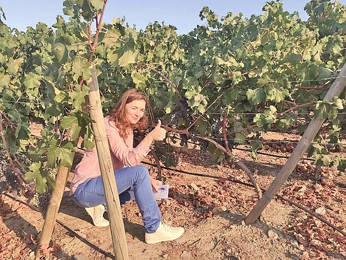 În podgorie, verificând calitatea strugurilor