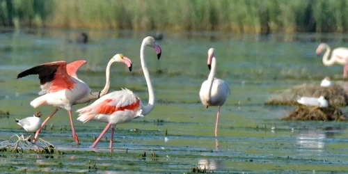 păsări flamingo foto Mihai Baciu