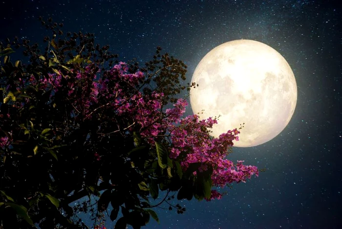 Superluna roz , un eveniment astral important FOTO Shutterstock