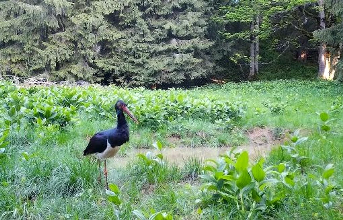 Barză neagră la o adăpătoare din Apuseni FOTO captură video Facebook/ Romsilva